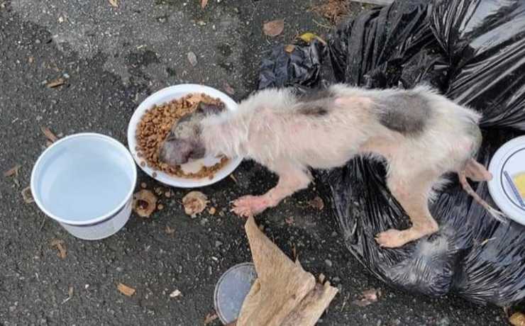 cane abbandonato nella spazzatura 