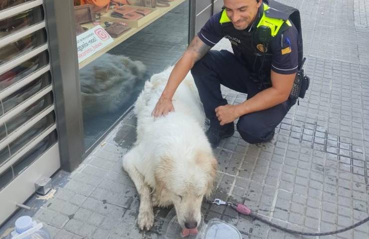 Abbandonato sul balcone senza cibo ne acqua