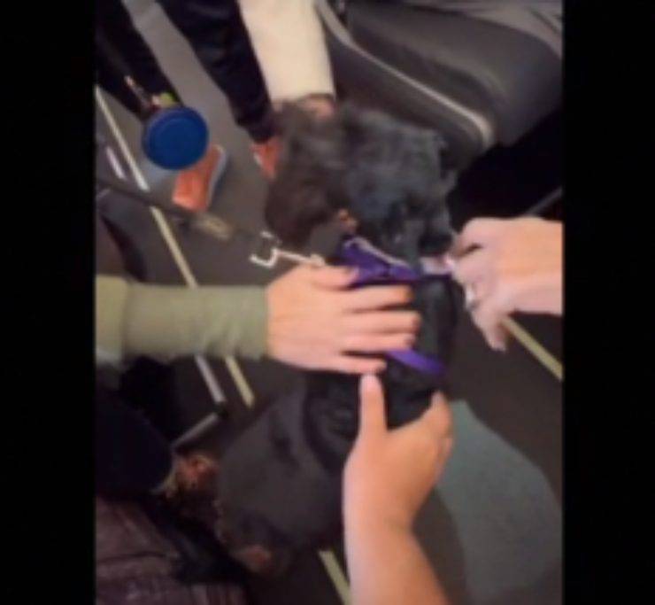 Pasajeros de avión protestan con perro pequeño