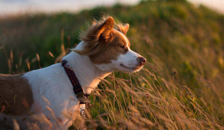 cane al tramonto 