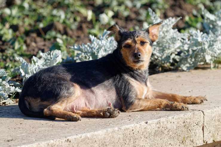 cane anziano sul muretto