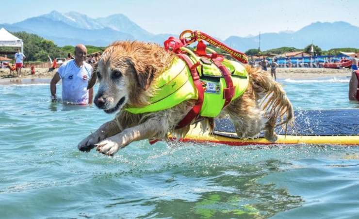 Borsa Shopping Grande In Policotone - Life Is Golden Con Cane Golden Retriever - Spiaggia, Studio, Spesa