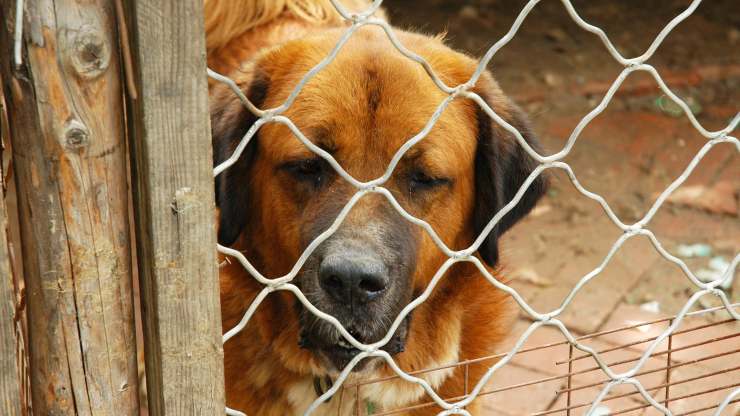 cane nel canile 