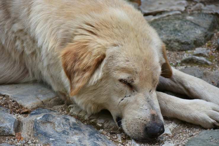 cane con occhi chiusi 