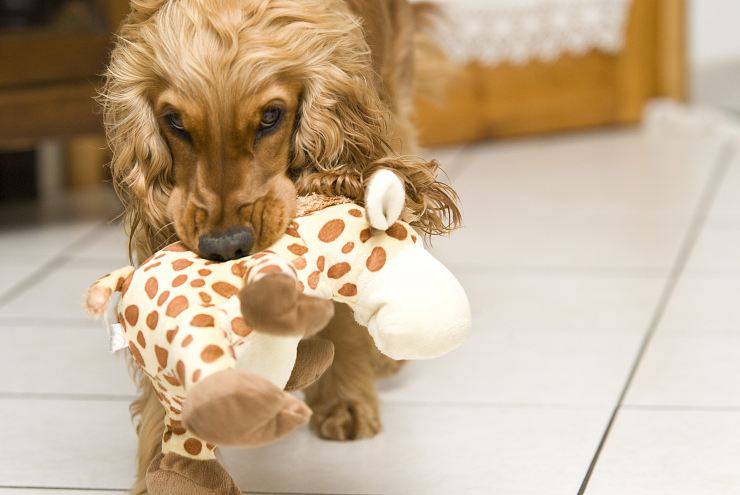 cane con peluche 