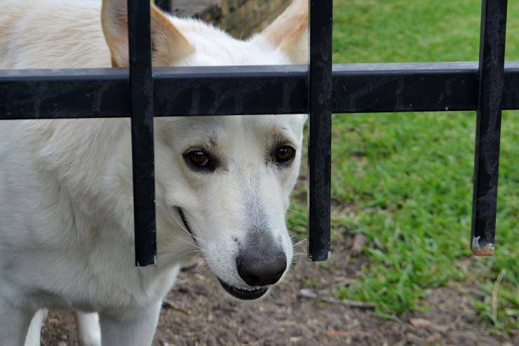 cane dietro sbarre 