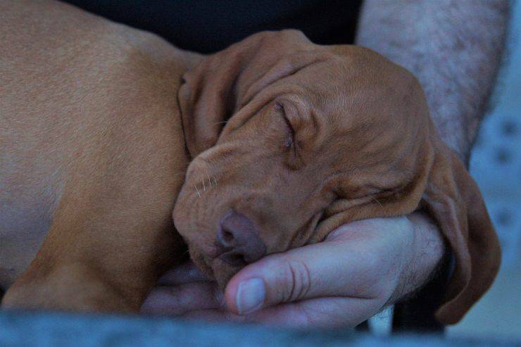 cane dorme in braccio 