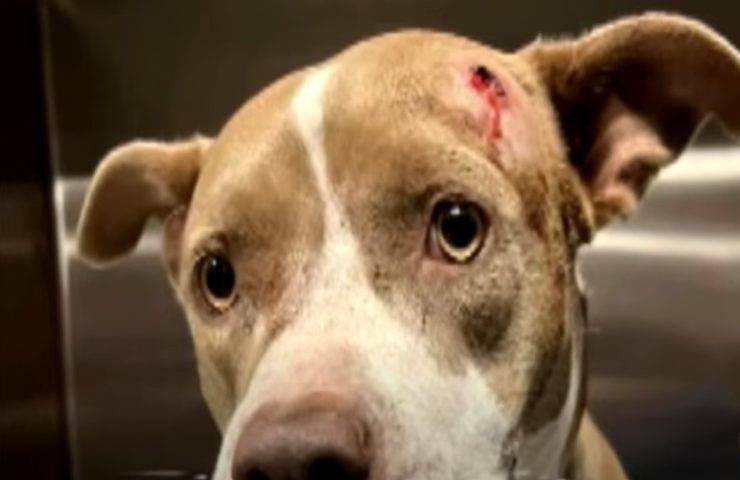Un povero cane è stato coinvolto in una sparatoria dove è rimasto gravemente ferito
