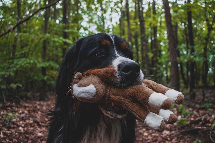 cane gioca all'aperto 