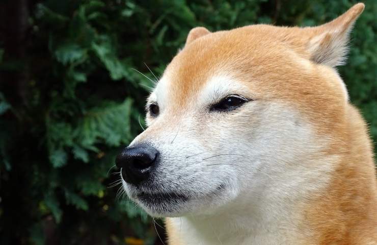 Akita Inu