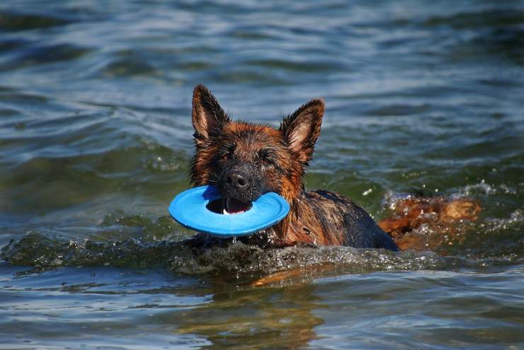 cane in acqua con gioco 