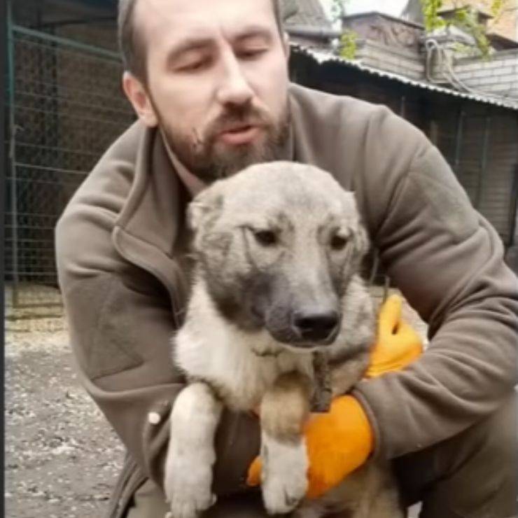 cucciolo cane randagio salvato