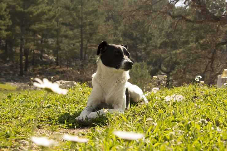 cane nel prato 