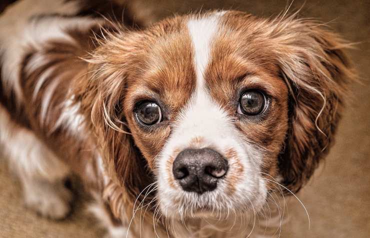 cane occhi dolci 