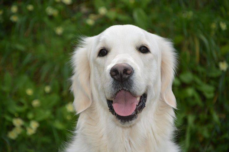 cane sorridente