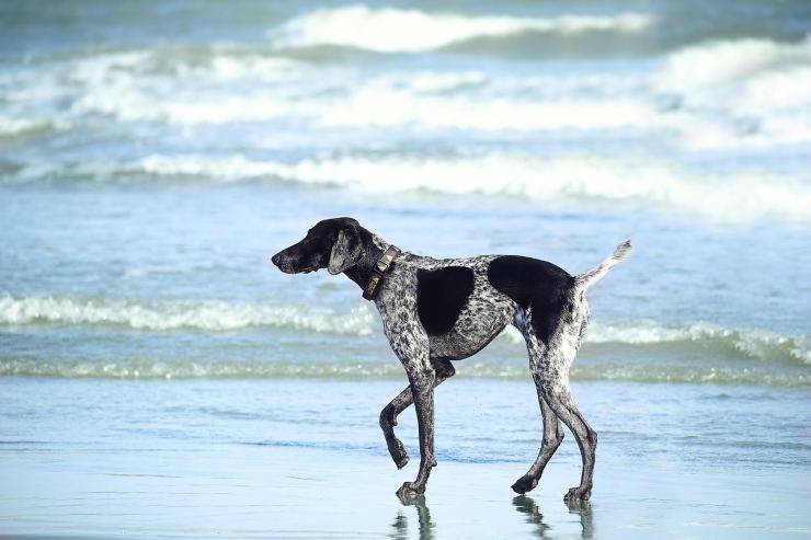 cane sulla riva 