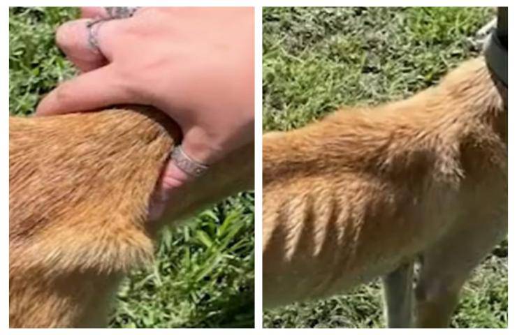 Cuccioli maltrattati e lasciati a morire di fame sotto il sole cocente