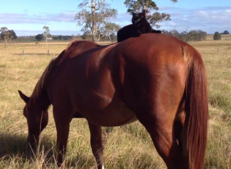 cavallo gatto adottato australia