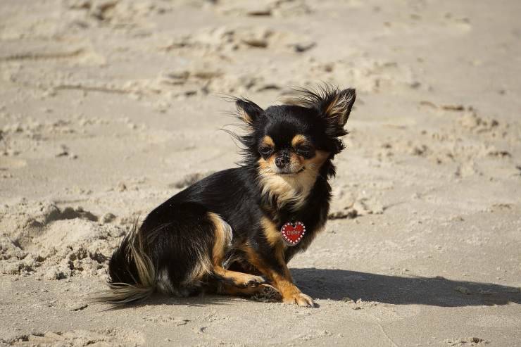 chihuahua in spiaggia 