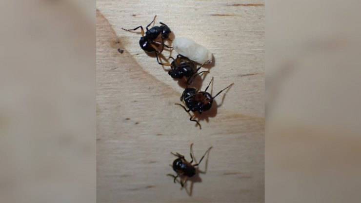 colonia formiche finge morta 