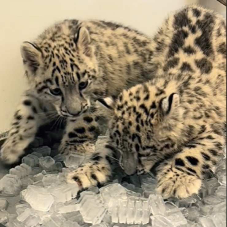 leopardo nevi fratellini rinfrescano