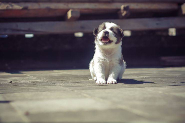 cucciolo al sole 