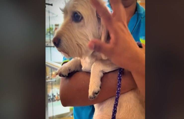 Cane dimenticato al centro commerciale