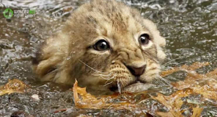 cucciolo di tigre nell'acqua 