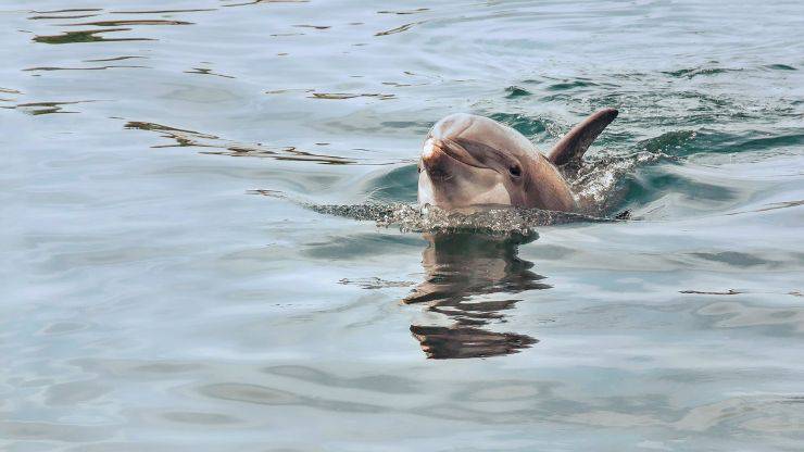 delfino a pelo d'acqua 
