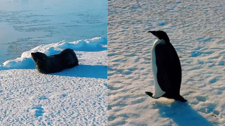 foca e pinguino 