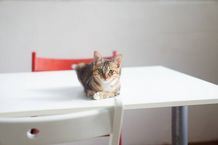 Felino sale sul tavolo mentre si mangia