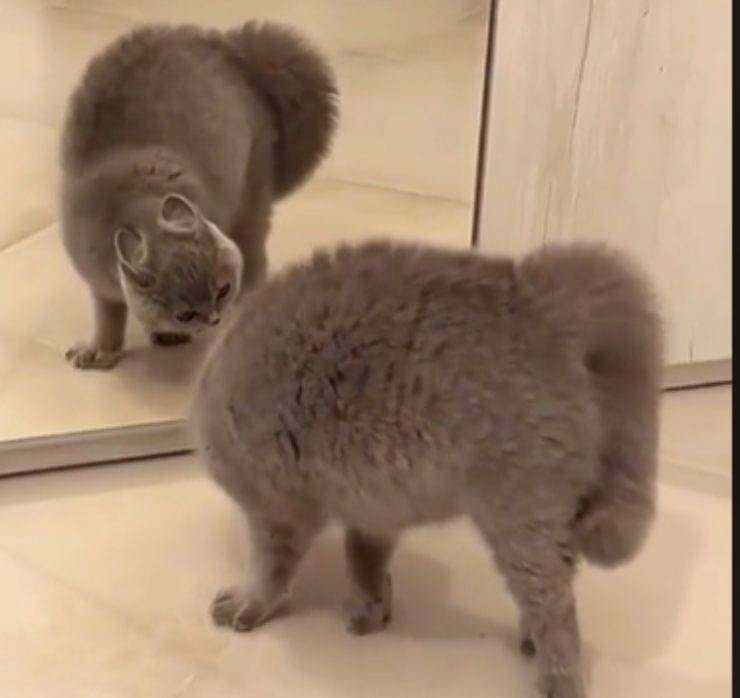 gatto specchio riflessa lite