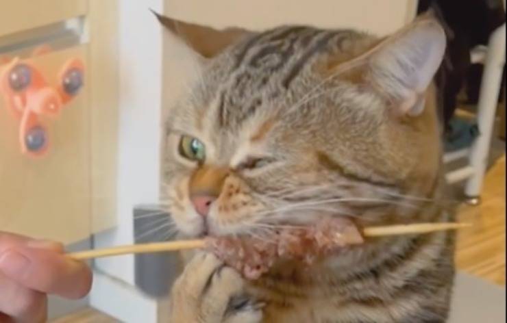 gatto mangia 