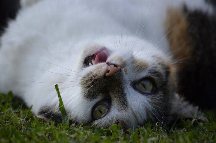 gatto a terra 