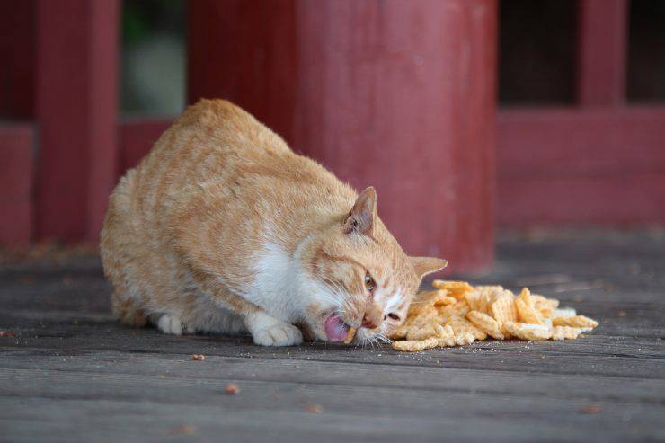 gato hambriento 