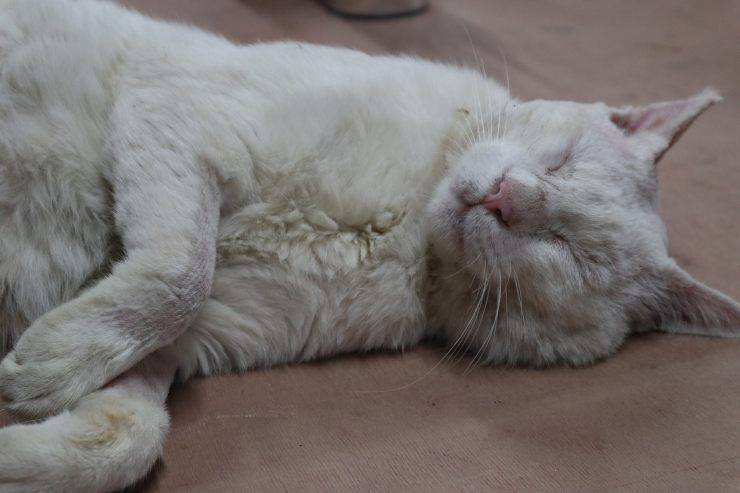 gatto bianco dorme 