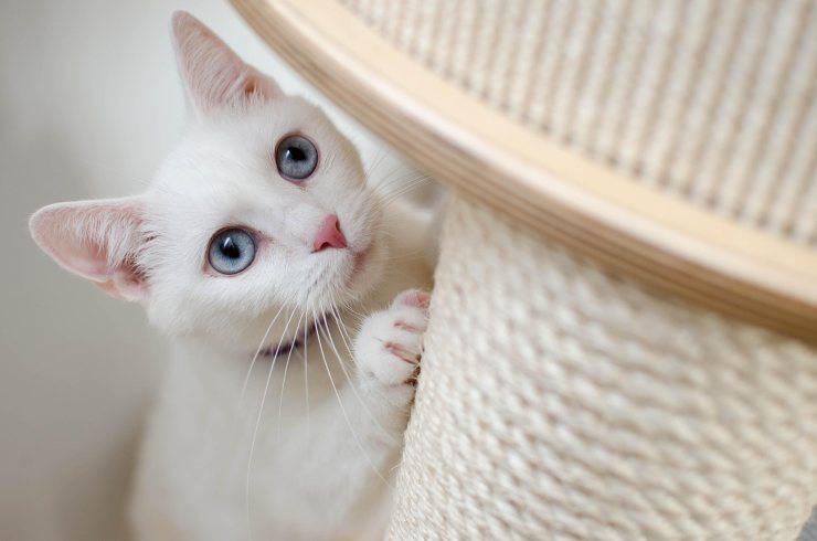 gatto bianco occhi azzurri 