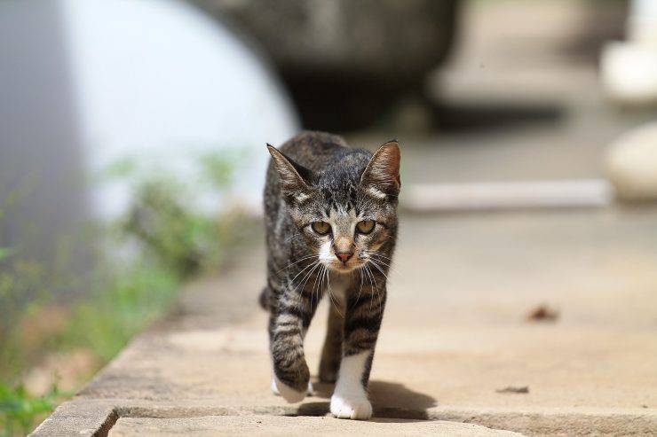 gatto cammina 