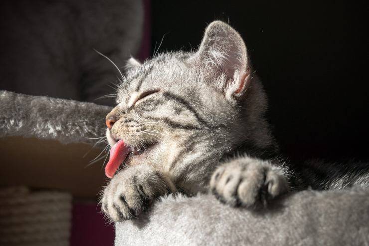 gatto con lingua fuori 