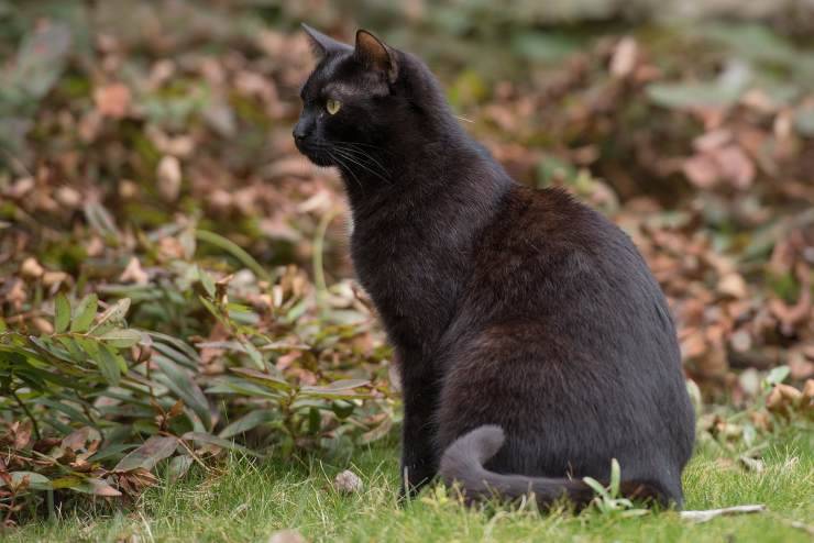 gatto concentrato 