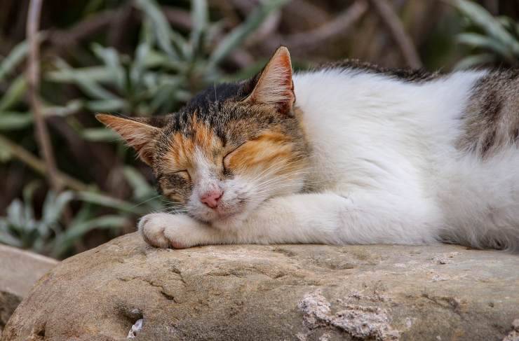 gatto dorme su una roccia 
