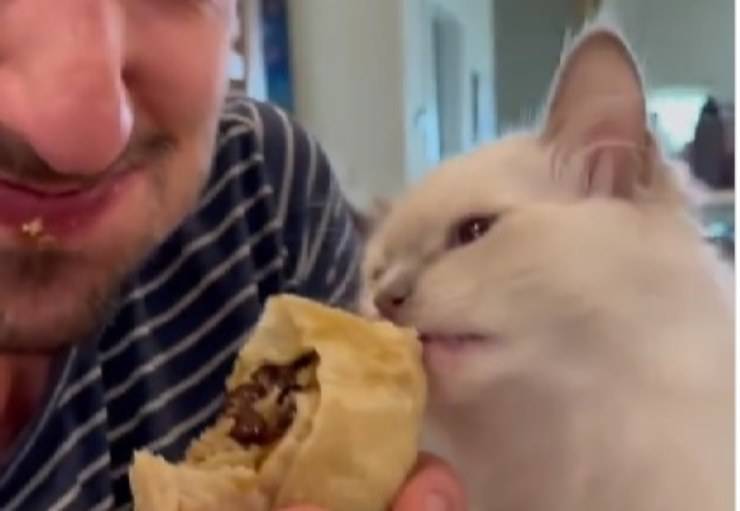 gatto mangia panino 