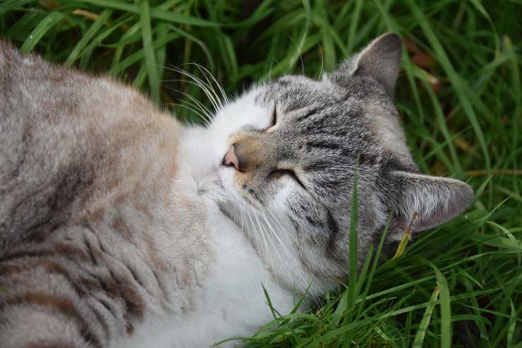 gatto nell'erba 