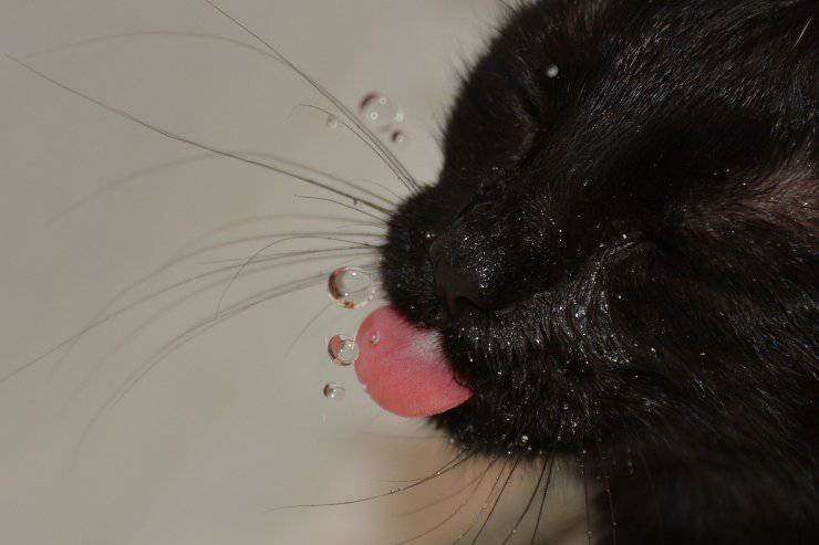 gatto nero beve 