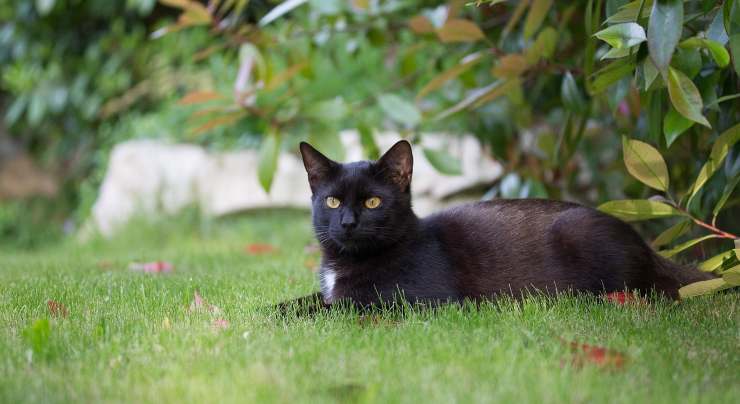 gatto nero in giardino 