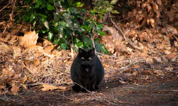 gatto nero minaccioso 