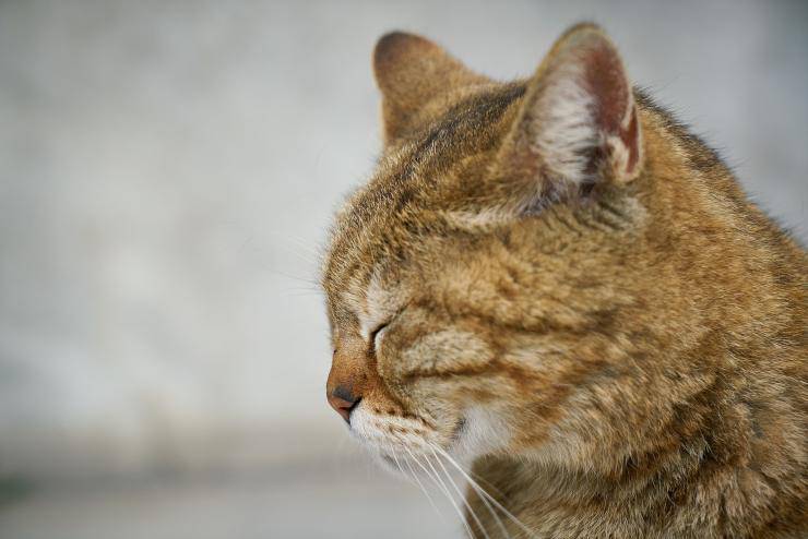 gatto ad occhi chiusi 