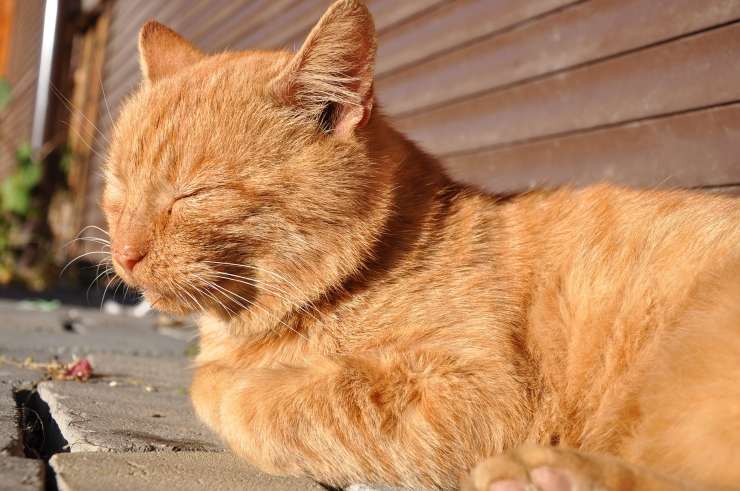 gatto rosso assonnato 