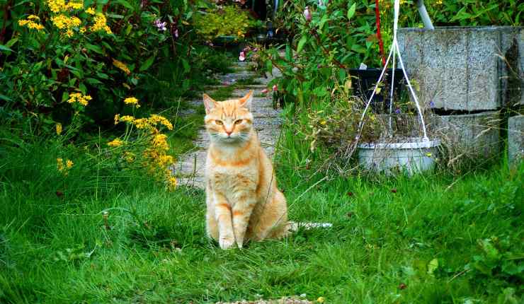 gatto rosso attento 