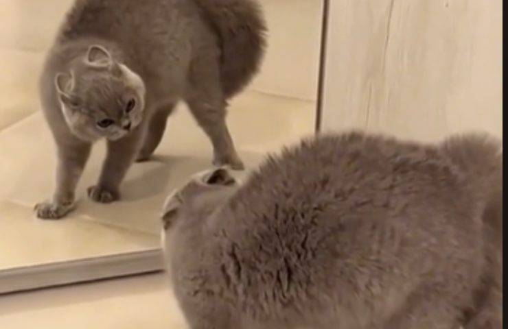 gatto specchio immagine attaccare